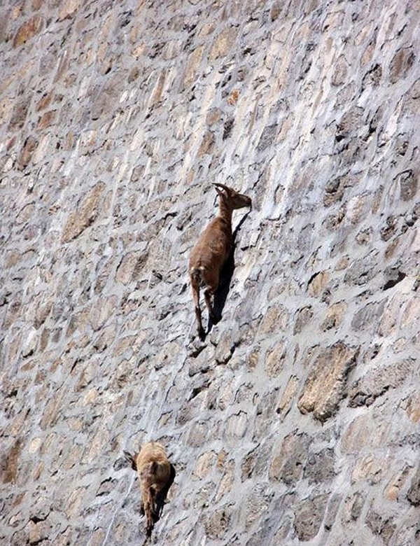 They are indeed goats, death-defying goats that simply don't give a dam.